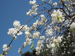 白い桜