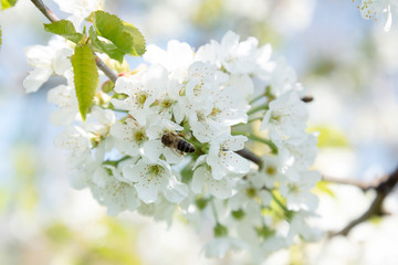 Blossoming cherries and bee in spring time.