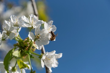 Blossoming cherries and bee in spring time.