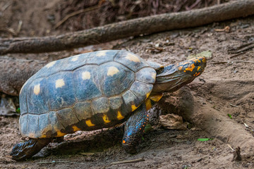 Tortoise in jungle at Guembe Park, Santa  Cruz de la Sierra , Bolivia.