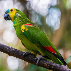 Parrot in jungle at Guembe Park, Santa  Cruz de la Sierra , Bolivia.