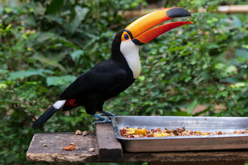 Fototapeta premium Toucan in jungle at Guembe Park, Santa Cruz de la Sierra , Bolivia.