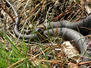 snake in grass