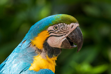 Parrot in jungle at Guembe Park, Santa  Cruz de la Sierra , Bolivia.
