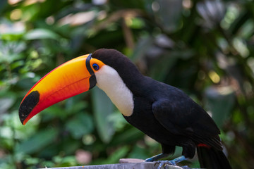 Toucan in jungle at Guembe Park, Santa  Cruz de la Sierra , Bolivia.