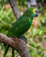 Parrot in jungle at Guembe Park, Santa  Cruz de la Sierra , Bolivia.