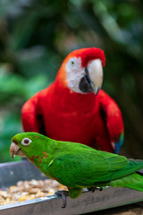 Parrot in jungle at Guembe Park, Santa  Cruz de la Sierra , Bolivia.