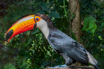 Toucan in jungle at Guembe Park, Santa  Cruz de la Sierra , Bolivia.