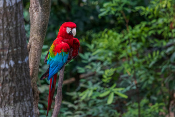 Parrot in jungle at Guembe Park, Santa  Cruz de la Sierra , Bolivia.