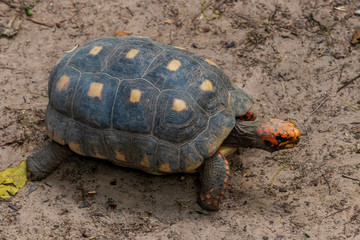 Tortoise in jungle at Guembe Park, Santa  Cruz de la Sierra , Bolivia.
