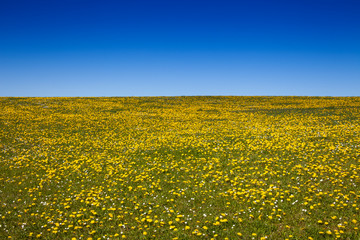 Meadow with dandelions (Taraxacum officinale) in spring, Sylt, Schleswig-Holstein, Germany, Europe