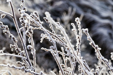 snow and ice covered grass