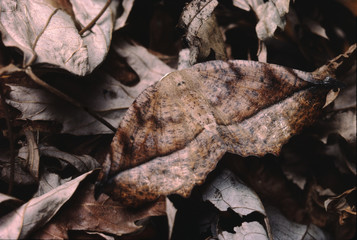 Leaf-Like Moth (Lepidoptera)