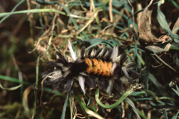 Milkweed Tiger Moth Caterpillar (Euchaetes Egle)