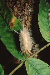 Pale Tiger Moth Caterpillar (Halysidota Tessellaris)