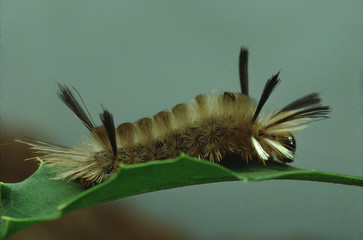 Pale Tiger Moth Caterpillar (Halysidota Tessellaris)