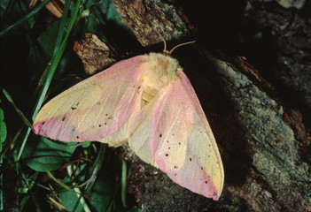 Rosy Maple Silk Moth (Dryocampa Rubicunda)