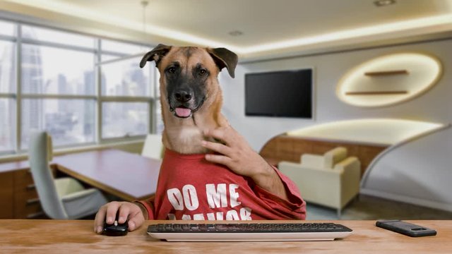 Dog in a red shirt typing on his computer with human hands with an office background - 4K