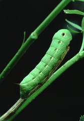 Ash Sphinx Moth Caterpillar (Manduca Jasminearum)