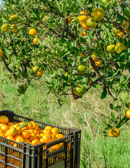 Tangerine garden and packed crates
