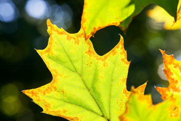 oak foliage