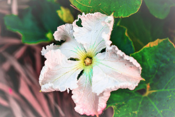 Obraz premium top view of an colorfull isolated beautiful and romantic fresh and growing flower and dark green leaves in the background 