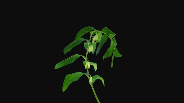 Time-lapse of opening Polygonatum multiflorum flower (also known as Solomon's seal, David's harp, ladder-to-heaven) 1a4 in 4K PNG+ format with ALPHA transparency channel isolated on black background
