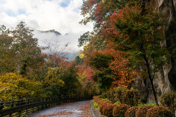 東京 奥多摩 紅葉