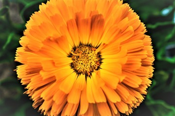top view of an orange isolated beautiful and romantic fresh and growing flower and dark green leaves in the background 