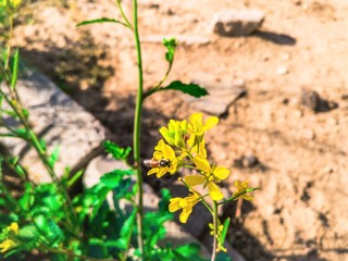 flowers in the garden
