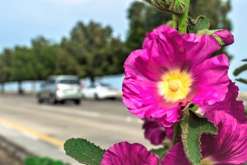 closeup of beautiful purple flowers on the branch in the middle of  the street at Cornish and lots...
