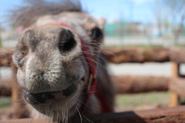 a small pony horse poked its head over a fence in a paddock on a farm