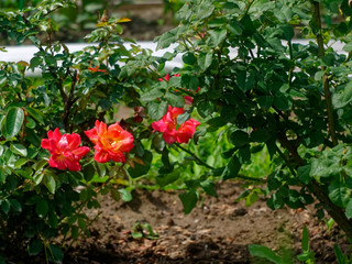 Fototapeta na wymiar red Bush roses in the garden, Russia.