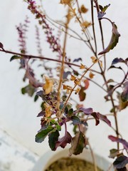branch of a tree with flowers