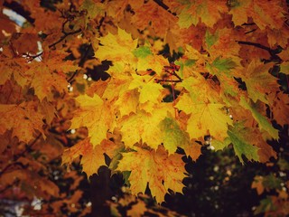 feuillage en automne avec des couleurs jaunes et chaudes