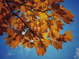 Branche et feuilles jaunes et marrons en automne