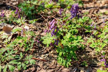 Purple corydalis flowers in forest at spring