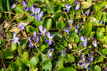 Obraz na płótnie Canvas Wild violets on a meadow at spring