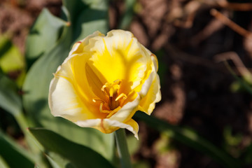 Yellow tulip on flowerbed in garden