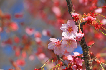 Obraz premium Cherry blossoms blooming in spring in Japan
