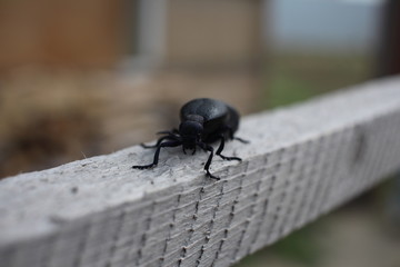 a large black beetle with stiff legs crawling pest