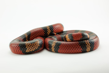 Lampropeltis triangulum, coral false red snake
