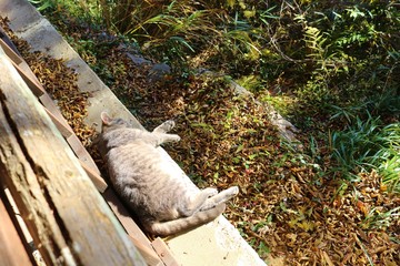ねこ　サバトラ　秋　風景　寛ぐ