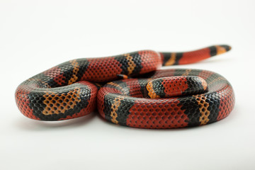 Lampropeltis triangulum, coral false red snake