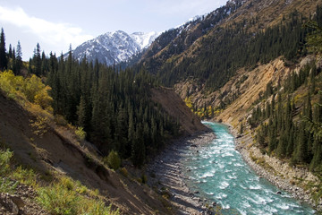 Fototapeta na wymiar The blue wild river flows through the canyon. The sun is shining. On the banks there are yellow autumn trees and green spruce groves. In the distance you can see a mountain with a snow cap, Kyrgyzstan