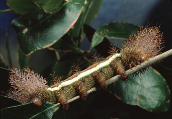 Automeris Moth Caterpillar (Automeris Egeus)