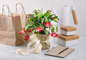 Set of Christmas flower zigokaktus, notebook, gift boxes and paper bags. Zero West.