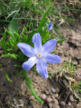 Blooming blue star on a meadow
