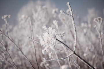 Winter frosty day. The grass in the hoarfrost is covered with snow