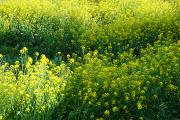 Wild turnip flowers blooming in the field